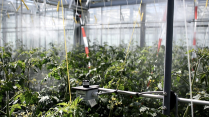 AI賦能現代農業 從番茄智慧種植到農業生產經營新圖景