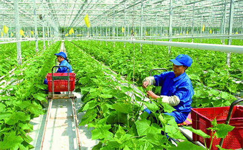 技術賦能新型經營主體 鄉村振興與共同富裕的堅實路徑