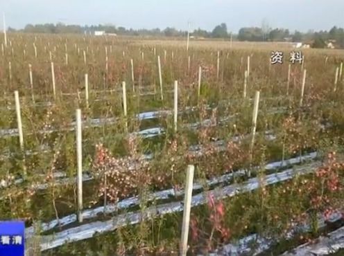 慶陽鎮原 新型農業經營主體架起小農戶與大市場的技術橋梁
